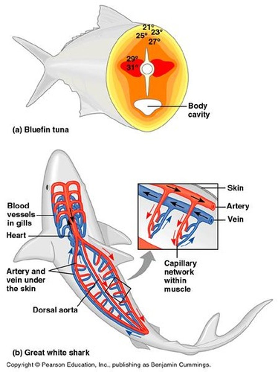 <p>Heat transfer between arterial and venous blood.</p>