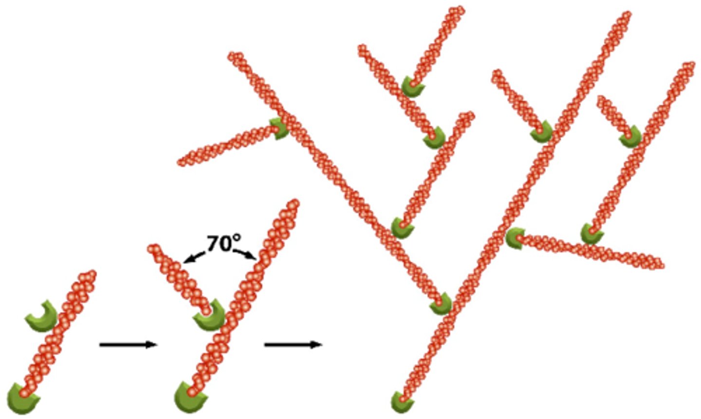 <p>Actin related protein complex which binds to the sides of existing filaments and nucleates the formation of branched actin networks</p>
