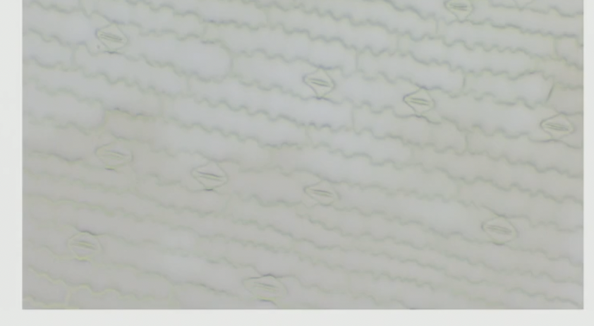 <p>what type of stomata complex</p>