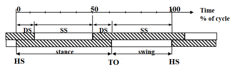 <ul><li><p>With increased speed, DS phase decreases.</p></li><li><p>Absence of DS means running = flight phase</p></li></ul><p></p>