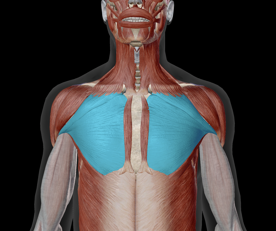 <p>proximal attachment?</p>