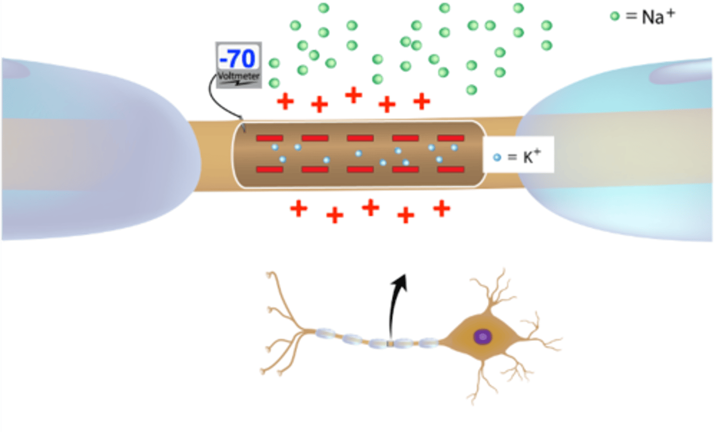 <p>The charge across the axonal membrane when the axon is at rest.</p><p>It is equal to -70mV</p><p>It is due to the relative permeability of the membrane (more permeable to K+ than to Na+) and the Na/K pumps. The result of these is that there are more positively charged ions leaving the cell than are entering the cell, causing the inside to be negative.</p><p>There is more potassium (K+) in the cell than sodium (Na+).</p>