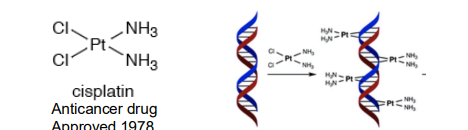 <p>Finding a new drug by accident </p><p></p><p>Ex: Cisplatin </p><p>Saw a similarity between mitotic spindle and magnetic force lines</p><p>Subjected E. Coli to electric current in aqueous NH4Cl and “inert” PT electrodes </p><p></p>