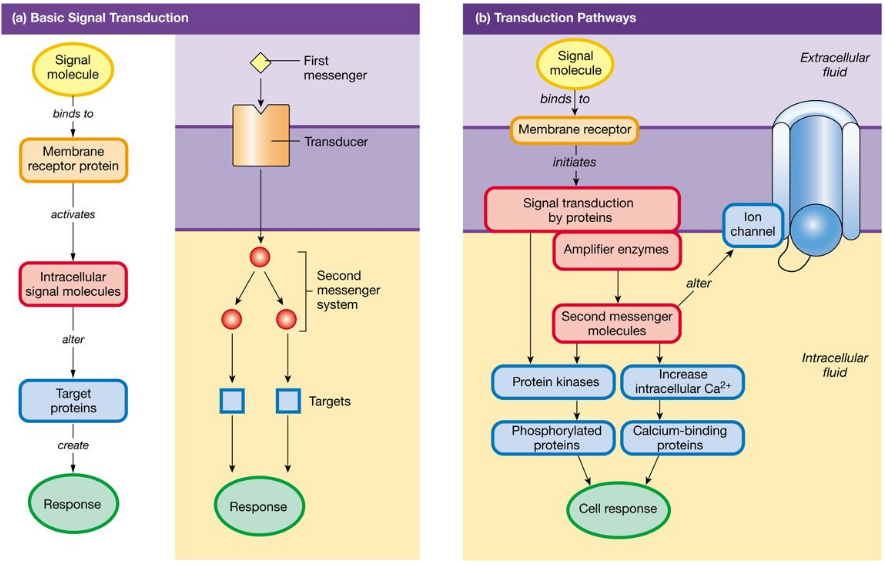 <p>The process by which an extracellular signal molecule activates a membrane receptor that in turn alters intracellular molecules to create a response</p><ul><li><p>The extracellular signal molecule is the first messenger, &amp; the intracellular molecules form a second messenger system</p></li></ul><ol><li><p>An extracellular signal molecule ( the<em> first messenger</em>) binds to &amp; activates a membrane receptor</p></li><li><p>The activated membrane receptor turns on its associated proteins and starts an intracellular cascade of second messengers</p></li><li><p>The last second messenger in the cascade acts on intracellular targets to create a response</p></li></ol><p></p>