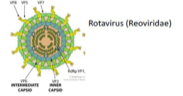 <ul><li><p class="">Exemple : <strong>Reoviridae (rotavirus) responsables de gastro-entérites</strong></p></li><li><p class="">La cellule ne peut pas synthétiser d’ARNm à partir de ce génome.</p></li><li><p class="">Le <strong>virion contient une ARN polymérase</strong> dans sa capside.</p></li></ul><p></p>
