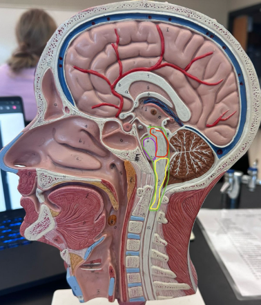 <p>What is the red circle indicating on the human brain?</p>