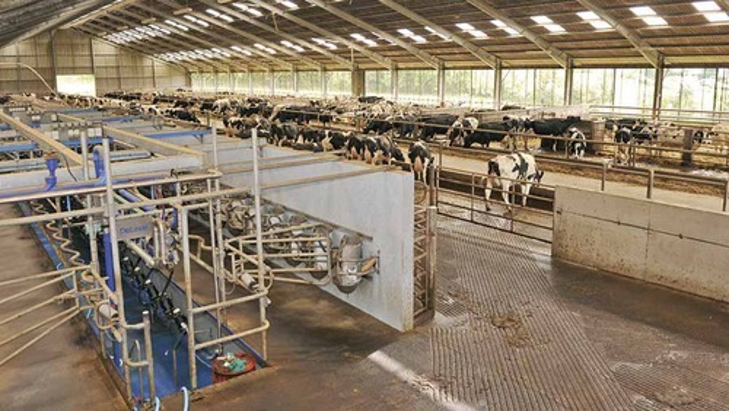 <p>Cows calve continuously throughout the year.</p>