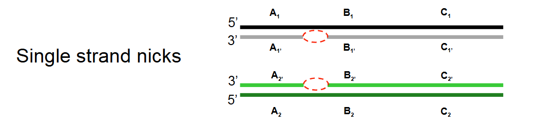 <p><strong>Single-strand nicks:</strong> Identical single-strand nicks (breaks) form on both homologous DNA duplexes.</p>