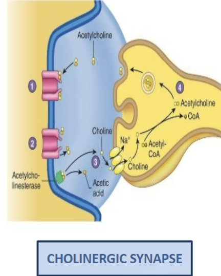 <ol><li><p>ACh molecules bind to their receptors</p></li><li><p>ACh molecules unbind from their receptors</p></li><li><p>Acetylcholinesterase splits ACh into choline and acetic acid, which prevents acetylcholine from again binding to its receptors. Choline is taken up by the presynaptic terminal</p></li><li><p>Choline is used to make new acetylcholine molecules that are packaged into synaptic vesicles</p></li><li><p>Acetic acid is used to make AcetylCoA</p></li></ol><p></p>