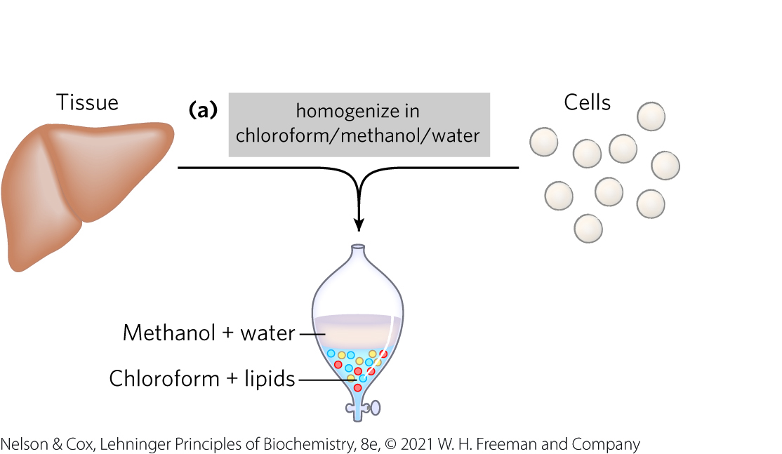 <p class="s45"><span>mixture separates into two phases: methanol/water (top phase) and chloroform (bottom phase)</span></p><ul><li><p class="s53"><span>lipids remain in the chloroform layer</span></p></li><li><p class="s53"><span>more polar molecules (proteins and sugars) partition into the methanol/water layer</span></p></li></ul><p></p>