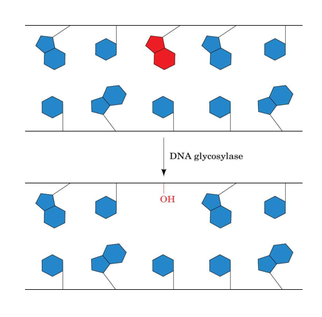 <p>Base Damage: Base Excision Repair: </p><p><span style="font-family: &quot;Comic Sans MS&quot;">DNA glycosidases hydrolyze the__________of their corresponding altered base (<em>red</em>) to yield an_____or__________(AP) site.</span></p>