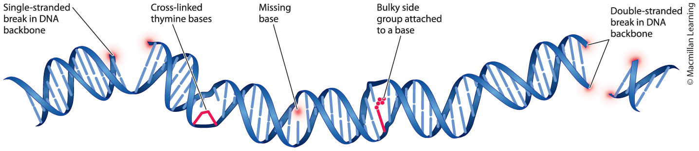 <p>Mutagens: an agent that increases the probability of a mutation. Many different types of mutations are spontaneous and caused by mutagens.</p><p>Mutations can be caused by X-rays; UV light; hydrogen peroxide; highly reactive chemicals; and radiation.</p><p>Damage induced by mutagens can affect the structure of the DNA double helix.</p><p>- Single-stranded break in DNA backbone</p><p>- Cross-linked thymine bases</p><p>- Missing base</p><p>- Bulky side group attached to a base</p><p>- Double-stranded break in DNA backbone</p>