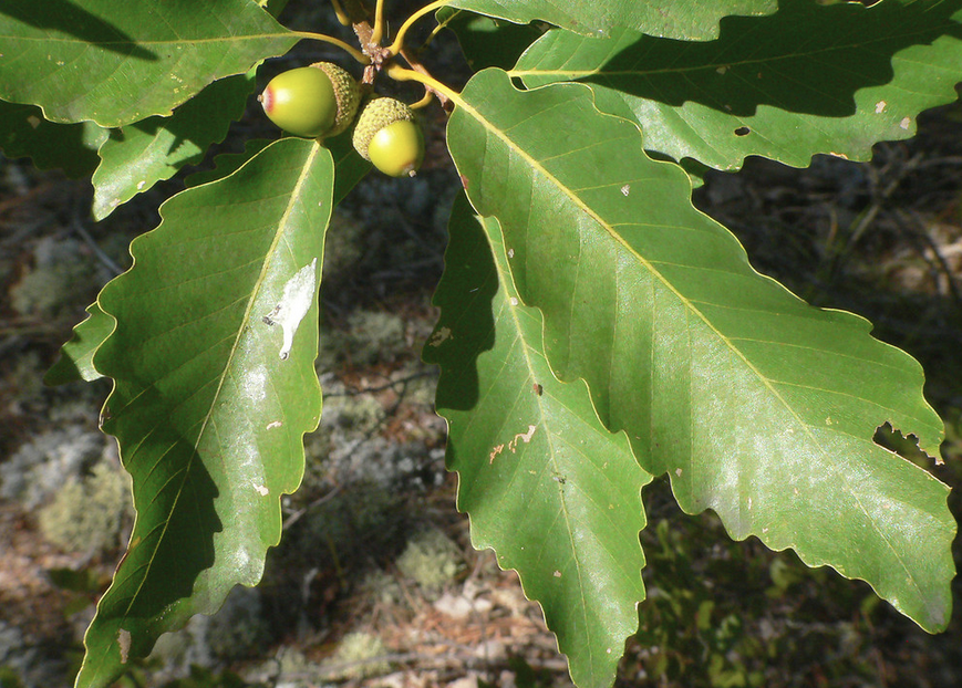 <p><em>Quercus montana</em></p><p>Fagaceae</p>
