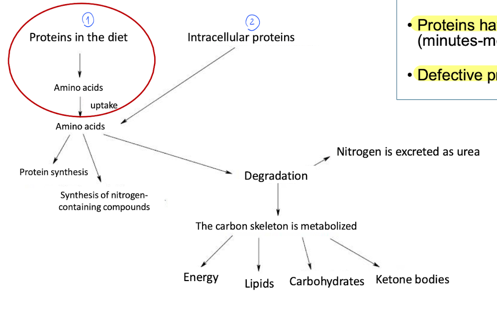 <p>All proteins has a lifespan, when that is over, the proteins has to be replaced by new proteins. </p><ul><li><p>degradation and resynthesis happens constantly. </p></li><li><p>Proteins has variating half-lifes.</p></li><li><p>Defective proteins are degraded. </p><p></p></li></ul><p>We have 2 sources of proteins</p><ul><li><p>Diet </p></li><li><p>Intracellular protein</p></li></ul><p></p><p></p>