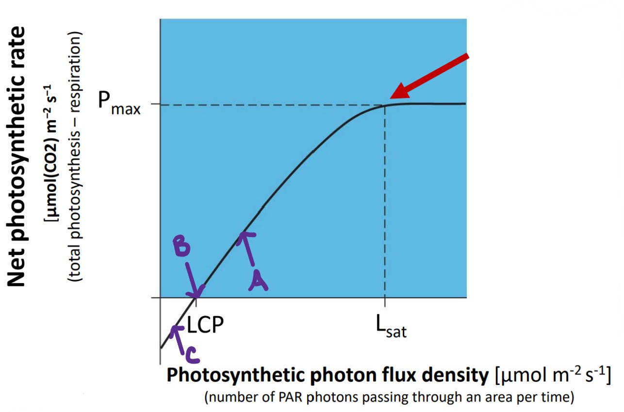 Define: Lsat, Pmax, & LCP

\
Determine A, B, & C in terms respiration relative to photosynthesis
