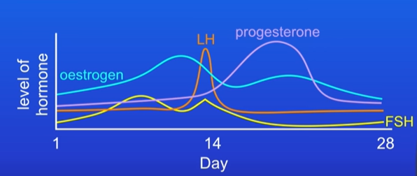 <p>the menstrual cycle - interaction between hormones?</p>