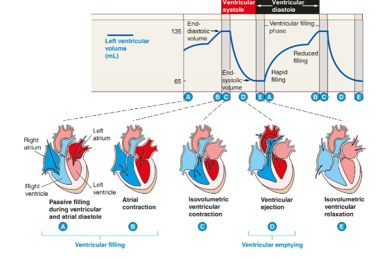 **Diastole -** cardiac muscles __relaxing__ and chambers filling with blood (filling)

**Systole -** cardiac muscles __contracting__ and pushing out blood (emptying)

\
**End diastolic volume (EDV):** Volume of blood in the left ventricle before ventricles contract 

**End systolic volume (ESV):** Volume of blood in the left ventricle after contraction 

**Stroke volume: EDV (-) ESV (amount of blood pushed out of the heart)**

\
\
**1st phase: Atrial and ventricular diastole** 

Atria and ventricles are relaxed and blood flows from the veins, into the atria and ventricles on both sides. Volume of blood in ventricles slowly increases

\
**2nd phase: Atrial Systole**

Atria depolarize and contract and push the last bit of blood into the ventricles. Volume of blood in ventricles reaches the maximum **(End diastolic volume (EDV))**

\
**3rd phase: Isovolumetric ventricular contraction (systole)**

When ventricles first contract, the pressure in there increases which results in AV valves to close and at some point, the semilunar valves will also be shut; this is to allow for ventricles to build up pressure thus no blood is moving in or out. Volume of blood in ventricles doesn’t change

\
**4th phase: Ventricular Systole**

Pressure build up and opens semilunar valves thus blood rush into arteries. Volume of blood in ventricles decreases and reached minimum **(End systolic volume (ESV))**

\
**5th phase: Isovolumetric ventricular relaxation (diastole)**

When ventricles first relax, semilunar and AV valves are both closed until pressure builds up in the atria’s **.** At this point, ventricle valves are closed. Volume of blood in ventricles does not change 