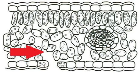 Layer of tissue found beneath the palisade mesophyll that is packed loosely for efficient gas exchange of carbon dioxide and oxygen