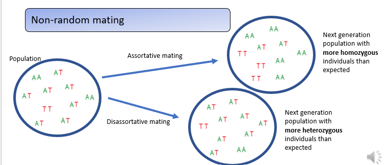 <p>Real populations often violate Hardy–Weinberg assumptions such as random mating. </p><p>When <strong>assortative mating</strong> occurs—individuals choosing genetically similar partners—the result is an <strong>excess of homozygotes</strong> compared to Hardy–Weinberg expectations. </p><p>In contrast, <strong>disassortative mating</strong>, where individuals prefer genetically dissimilar partners, produces an <strong>excess of heterozygotes</strong> in the next generation.</p>