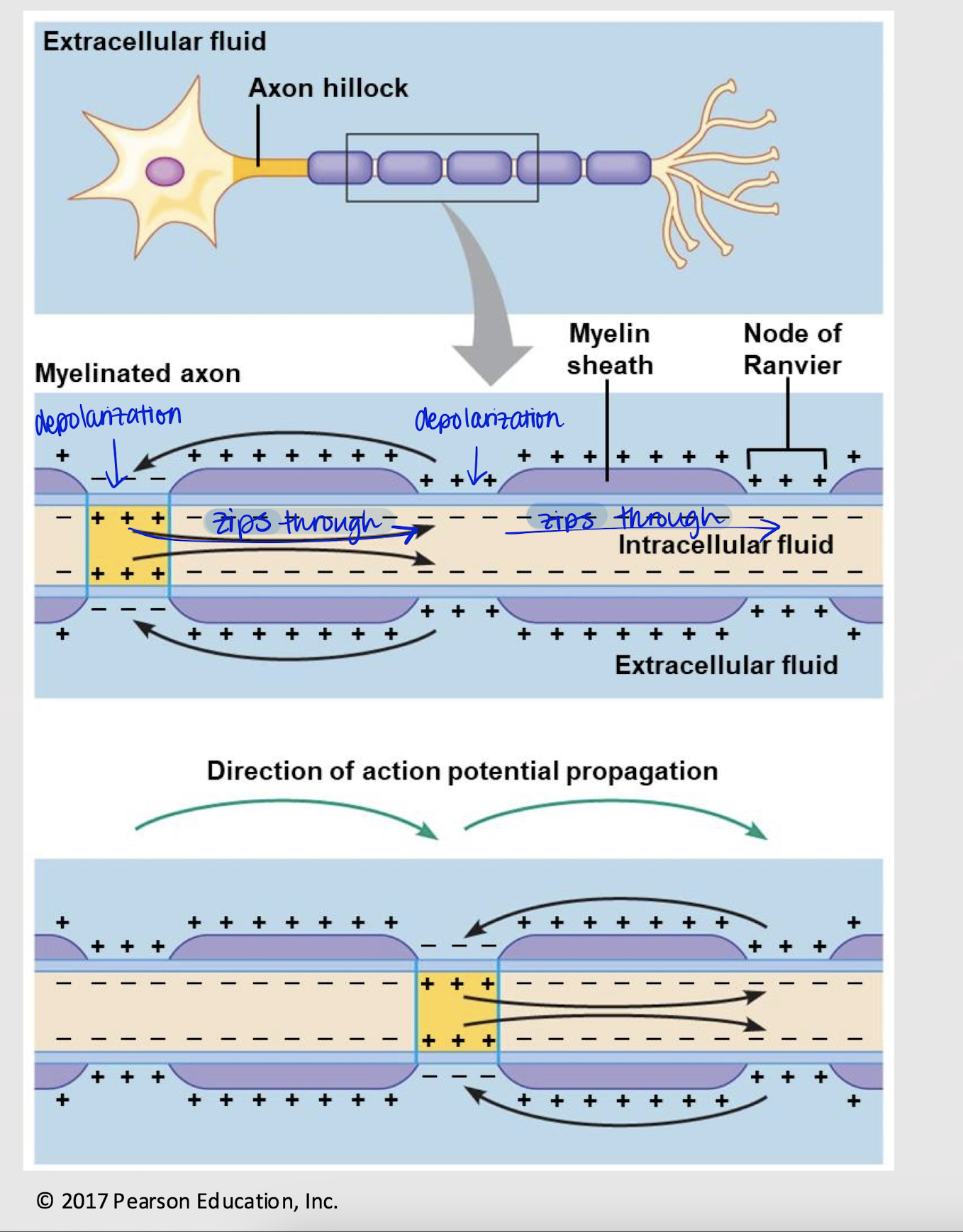 <p>saltatory propagation</p>