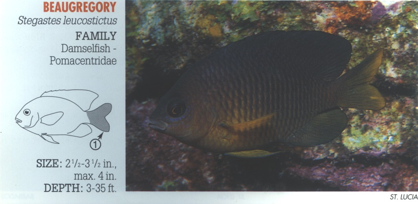 <p><span>1. Pale to yellowish tail. No spot on upper base of tail. (Distinguished from similar Cocoa Damselfish, <em>S. variabilis</em>, which has spot.)</span></p>