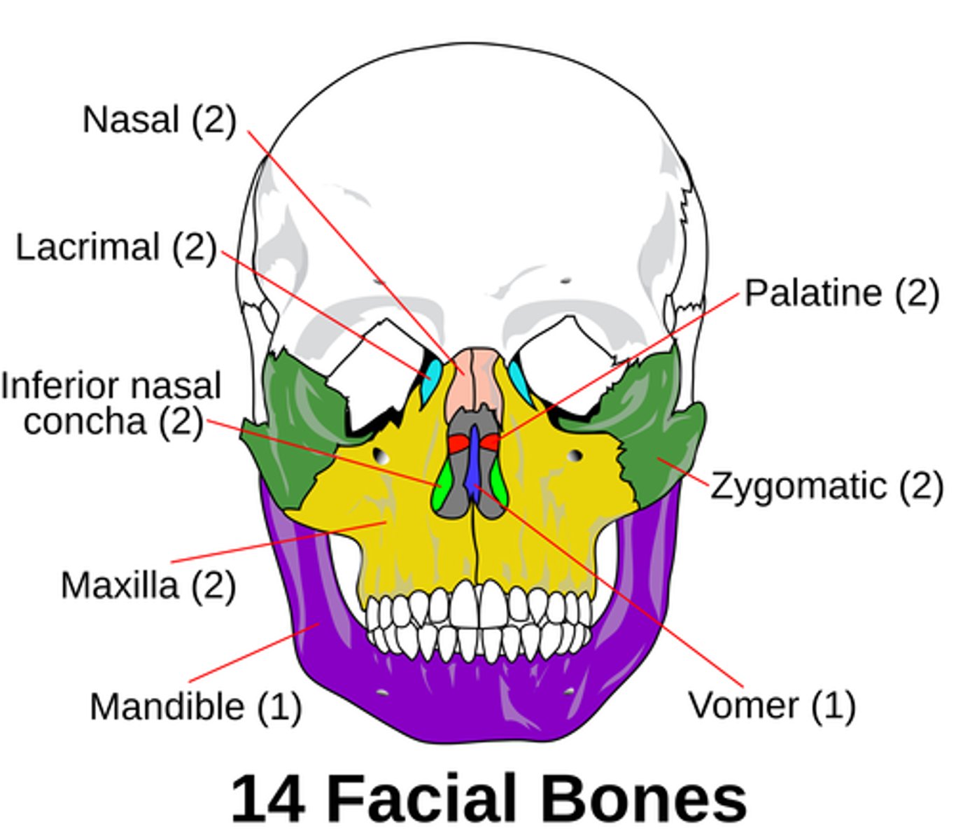 <p>2 maxillary, 2 zygomatic, 2 nasal, 2 lacrimal, 2 palatine, 2 inferior nasal conchae, 1 mandible, 1 vomer</p>