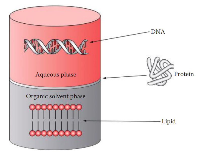 DNA extraction using organic solvent. The DNA is contained in the aqueous phase, while cellular materials such as lipids are contained in the organic-solvent phase. Proteins remain in the barrier between the two phases.