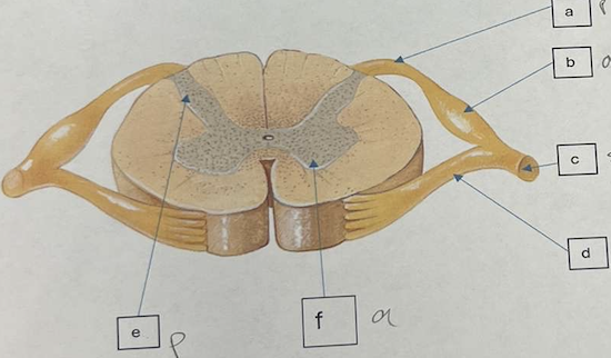 <p>what is e </p>