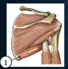 <p>what muscles? Function? </p>