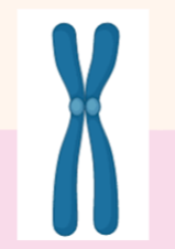 <ul><li><p>structures made of DNA and proteins</p></li><li><p>comes in pairs (X and Y)</p></li></ul><p></p>