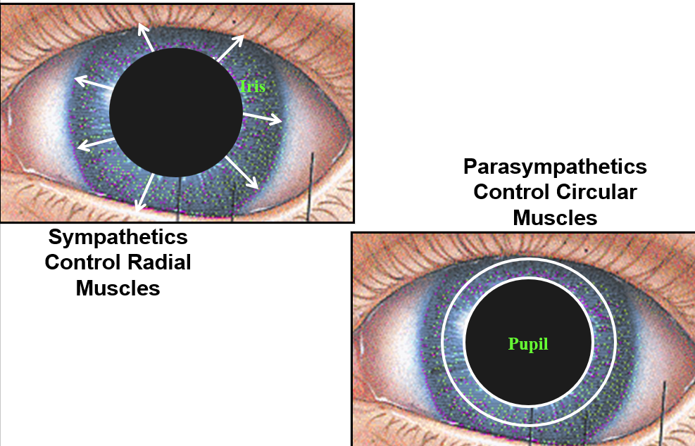 <p><u>sympathetic</u>: controls radial muscles = DILATION</p><p><u>parasympathetic</u>: controls circular muscles = CONSTRICTION</p>