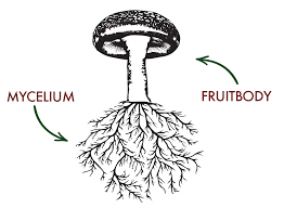 <p><span>The fruiting bodies of fungi </span><strong>contain spores, which are dispersed for reproduction</strong></p>