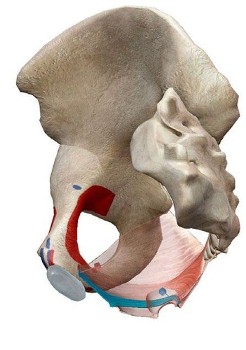<p>Origin: pubic bone (lateral to the origin of puborectalis); Insertion: Coccyx; Action: Control urine flow; contract during orgasm. (pubo)</p>