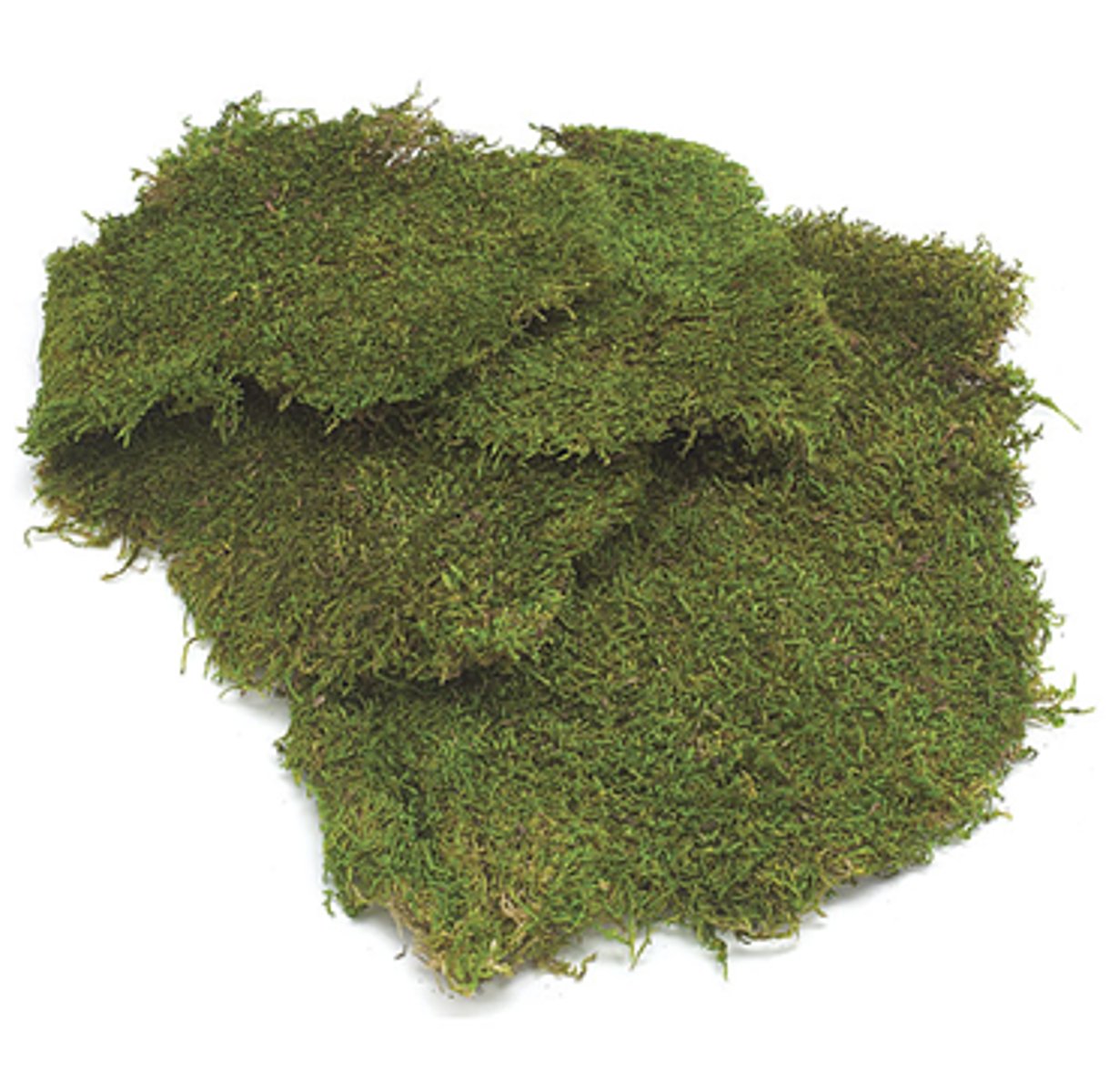 <p>is cultivated and sold as a floral decoration to give a woodsy feel</p>