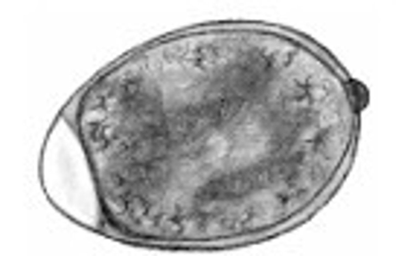 <p>Identify the parasite</p>