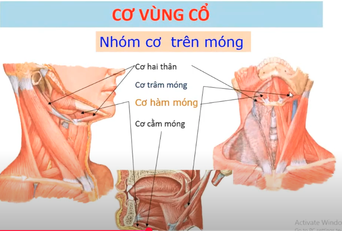 <p>Cơ trên móng gồm 4 cơ nào ?</p>