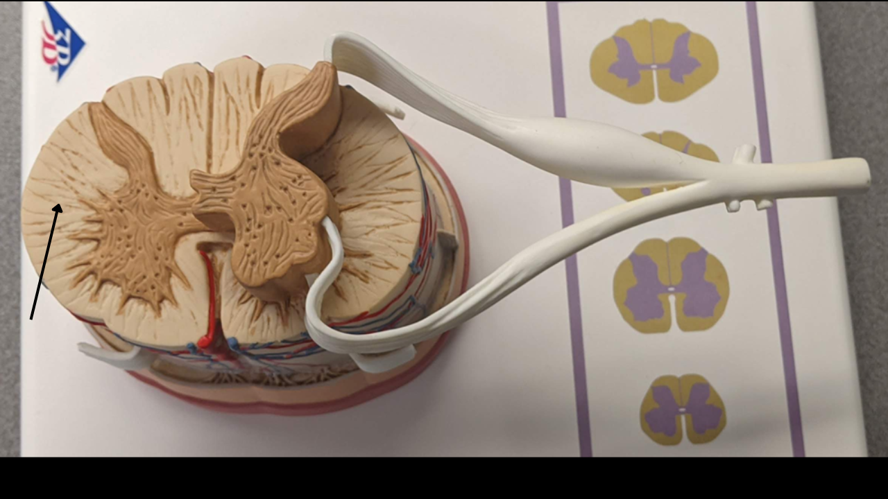 <p>(1) White matter </p>