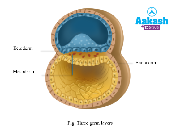 <ul><li><p class=""><strong>Ectoderm</strong> → Forms skin, brain, and nervous system.</p></li><li><p class=""><strong>Mesoderm</strong> → Develops into muscles, bones, blood, and heart.</p></li><li><p class=""><strong>Endoderm</strong> → Becomes the digestive system, lungs, and liver.</p></li></ul><p></p>