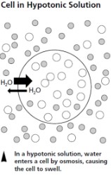 <p>osmosis. photo is an example of a hypotonic solution.</p>
