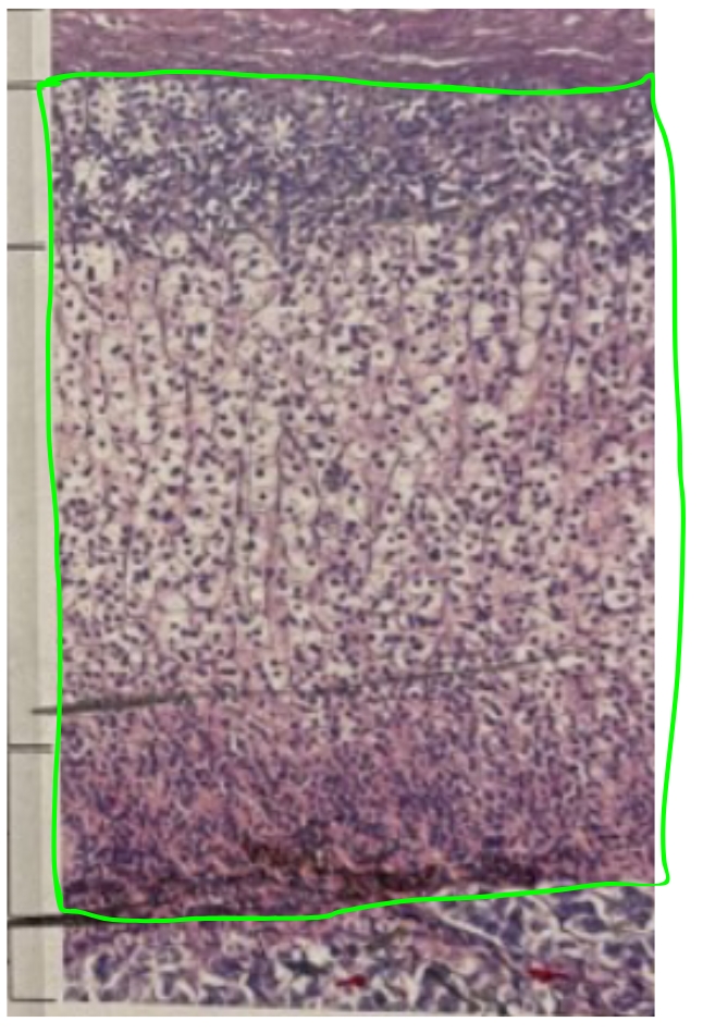 <p>NAME</p>