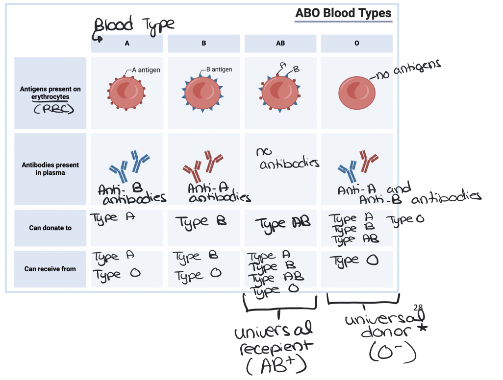 <ul><li><p>Discovered by Karl Landsteiner in the early 20th century.</p></li><li><p>Differences in blood types are due to glycoprotein markers (antigens) on red blood cells</p><ul><li><p>Antigens are a surface marker of cells (exist to signal to the immune cells that they are a part of the body)</p></li></ul></li></ul><p>ABO Blood Group System</p><ul><li><p>Blood types are classified based on A and B antigens present on red blood cells.</p></li><li><p>Individuals also have antibodies in their plasma that react against foreign blood antigens.</p></li></ul><p></p>