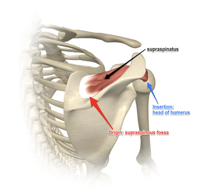 <p>Nerve: Suprascapular nerve</p>