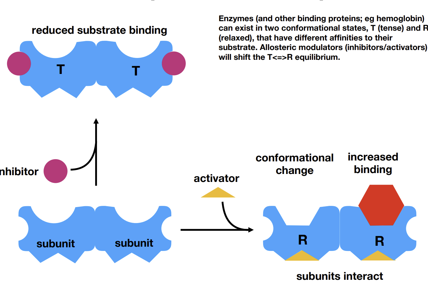 <p>An activator can bind to an allosteric site (subunit), increasing affinity of the enzyme by inducing a change in the active site shape. </p><p>This goes the other way with inhibitors</p><p>Activators/inhibitors are modulators.</p>