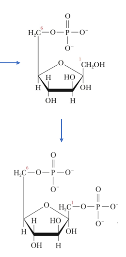 <p>responsible for phosphorylation of Fructose-6-phosphate (F6P)</p>