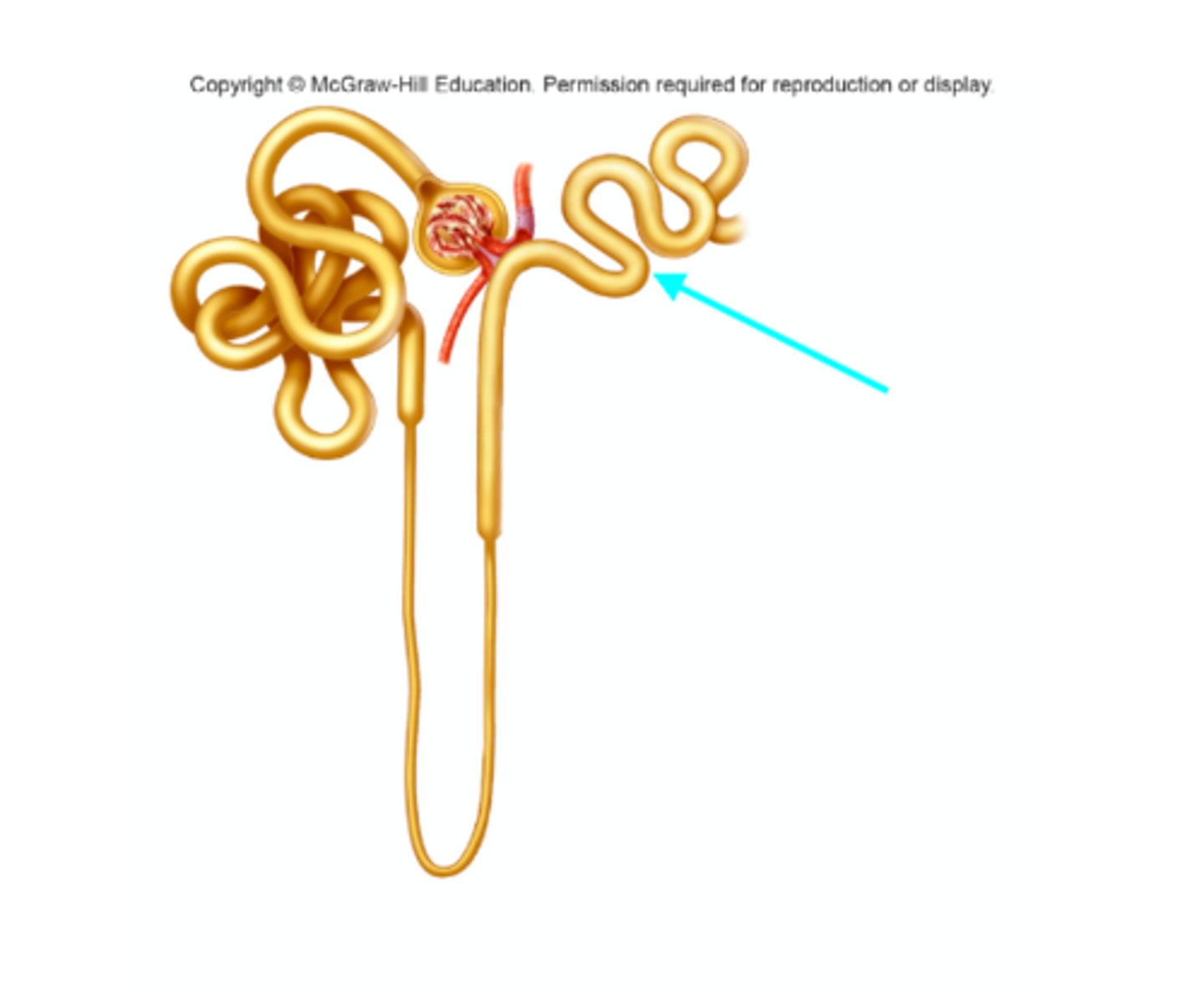 <p>What structure of the kidneys is the blue arrow pointing at?</p>