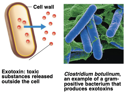<p>proteins produced inside pathogenic bacteria, most commonly <strong>gram- positive bacteria,</strong> as part of their growth and metabolism. The exotoxins are then secreted into the surrounding medium<strong> during log phase</strong></p>
