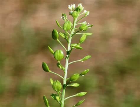 Virginia Pepperweed