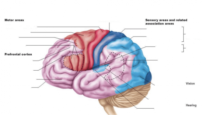 <p>Central Sulcus</p>
