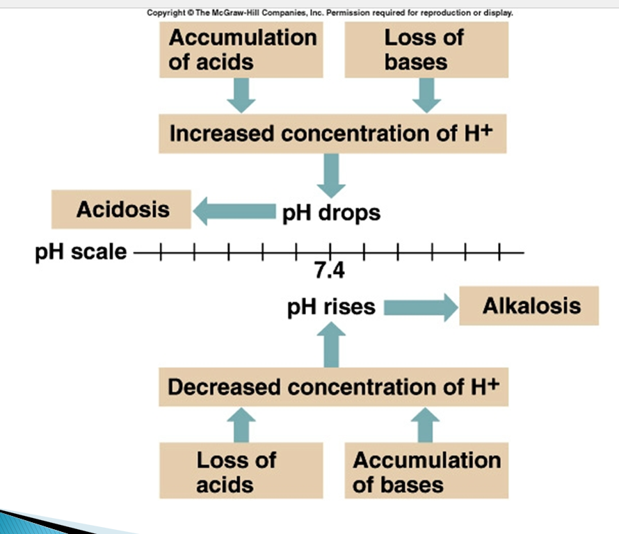 <ul><li><p>pH drops so is called acidosis which increases the number of H+ ions</p><ul><li><p>which means the loss of bases and acids are piling up</p></li></ul></li><li><p>pH increases so is called alkalosis which decrease in the number of H+ ions</p><ul><li><p>which means the increase of bases</p></li></ul></li></ul><p></p>