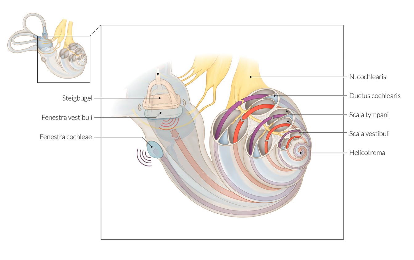 <p>D. Stapes at the oval window</p>